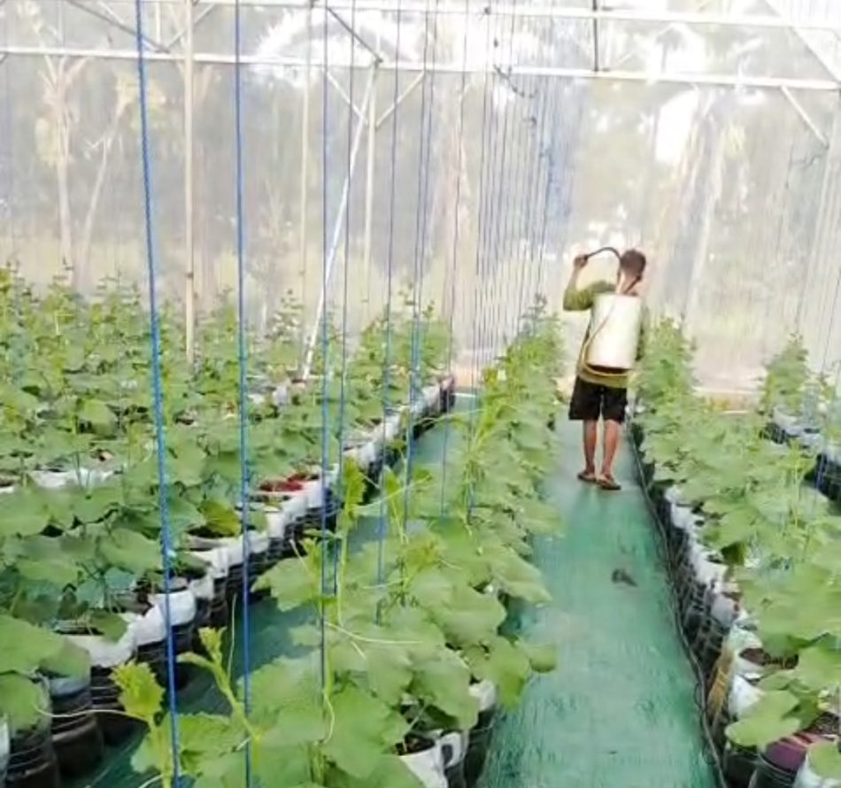 STPL Bekasi Berdayakan Eks Gelandangan dan Pengemis dengan Tanam Melon Cerdas Air