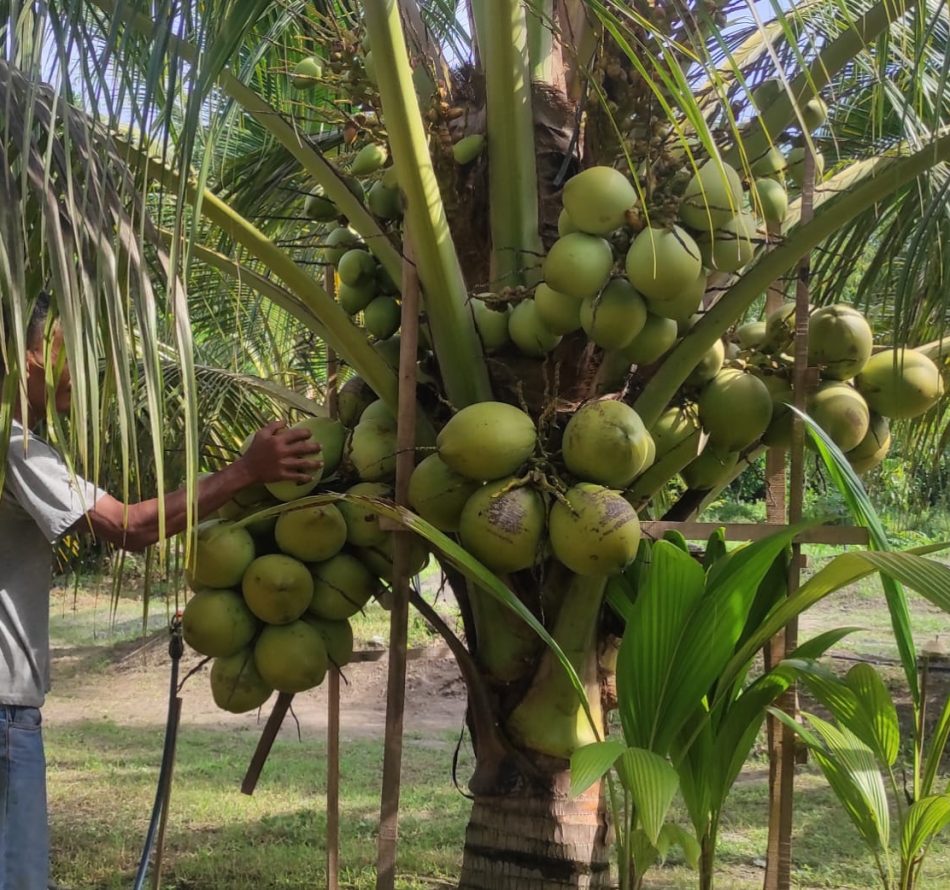 Menanam Kelapa Kopyor Cocok Untuk “Slow Living” di Desa: Satu Pohon Berbuah 8 Janjang 192 Butir