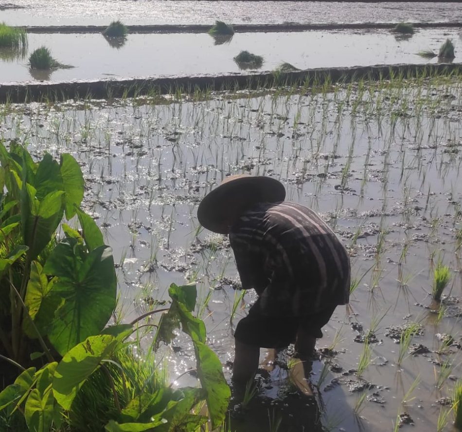 Para Petani Minggir Tanam Lompong di Galengan Sawah