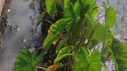 Manfaat Daun Lompong