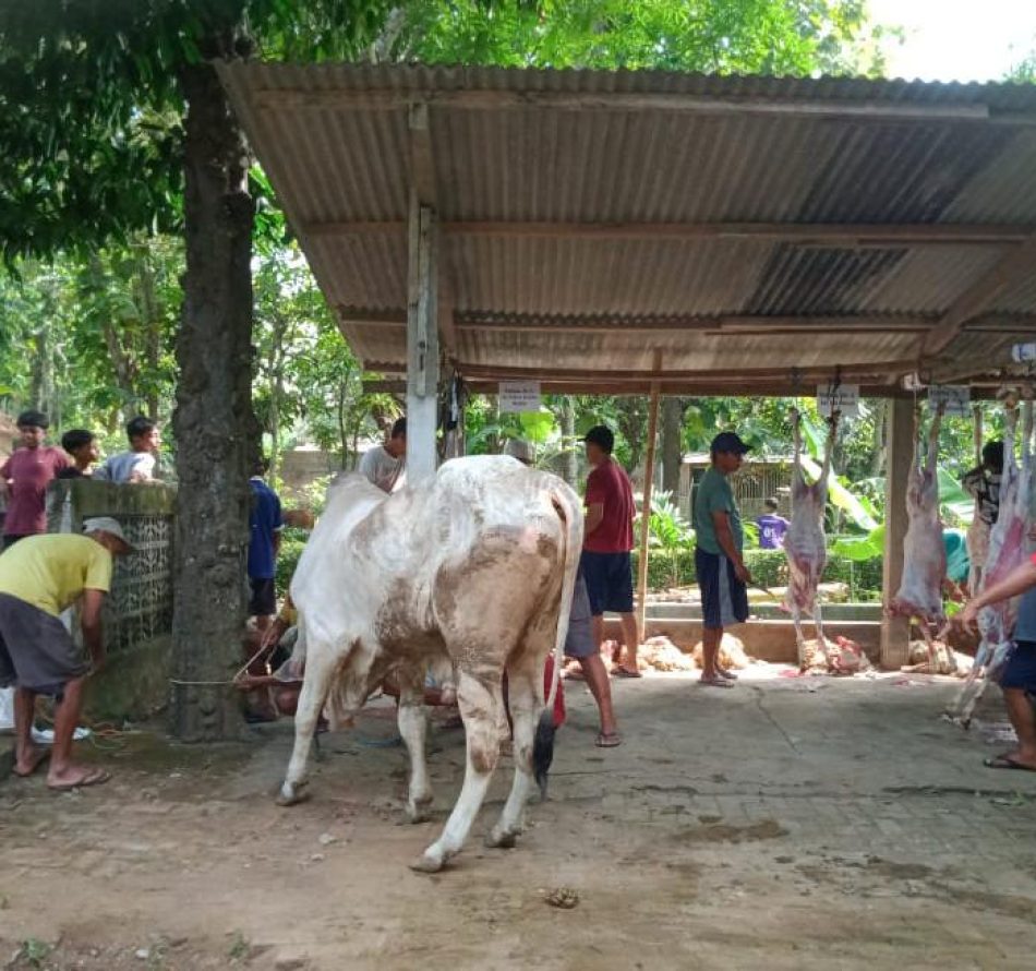Panitia Kurban Masjid Baitussalam Karangwetan Sembelih Empat Sapi dan 12 Kambing