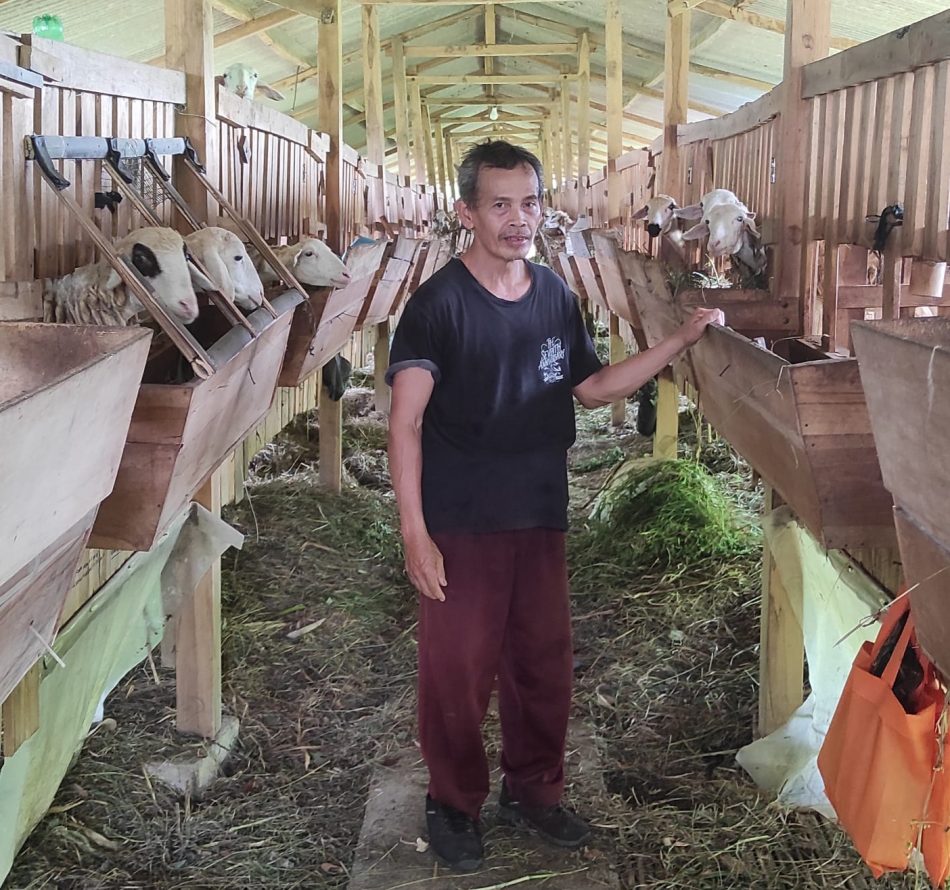 Kambing Usia Berapa Bulan yang Dagingnya Enak Dimakan?