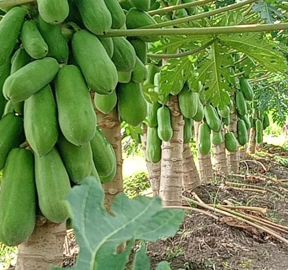Budidaya Pepaya California Cocok untuk Para Pensiunan