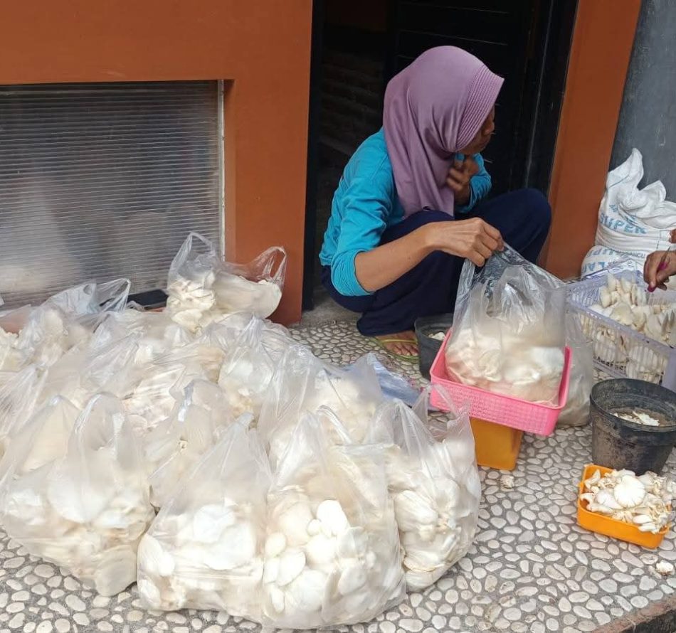 Panen Jamur Tiram Tiap Hari, KWT Sumber Rejeki Layani Pengunjung Petik Sendiri