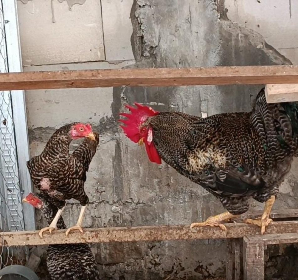 Tim Fapet UGM Kembangkan MOOC “Eco-Farming: Sinergi Peternakan Ayam Kampung Petelur Unggul dan Maggot BSF”