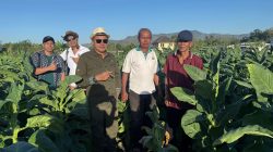Taru Martani Gandeng Ribuan Petani DIY, Tembakau Grompol Jadi Andalan Baru