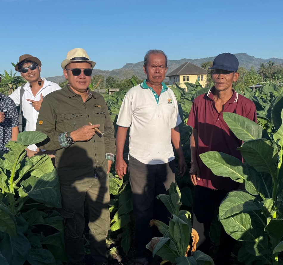 Taru Martani Gandeng Ribuan Petani DIY, Tembakau Grompol Jadi Andalan Baru