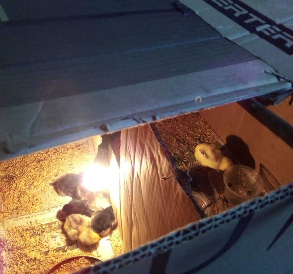 Tinggal di Kandang dari Kardus Bekas, DOC Ayam Kampung tetap Nyaman dan Sehat