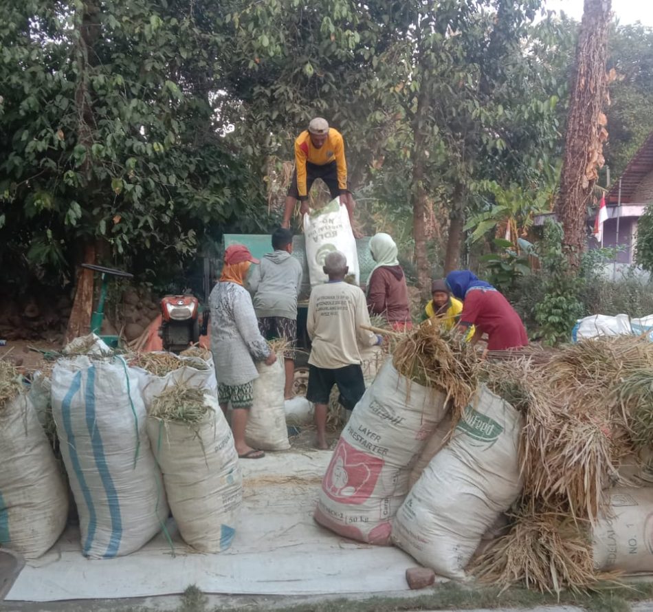 Bagi Hasil Panen Padi di Perdesaan Kulonprogo