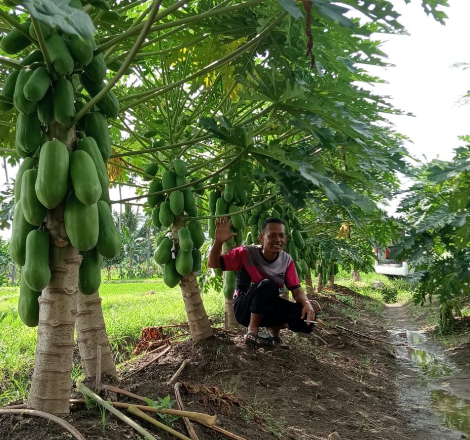 Petani Trimartani Sukses Budidaya Pepaya dengan Tumpangsari Waluh Terong dan Cabai