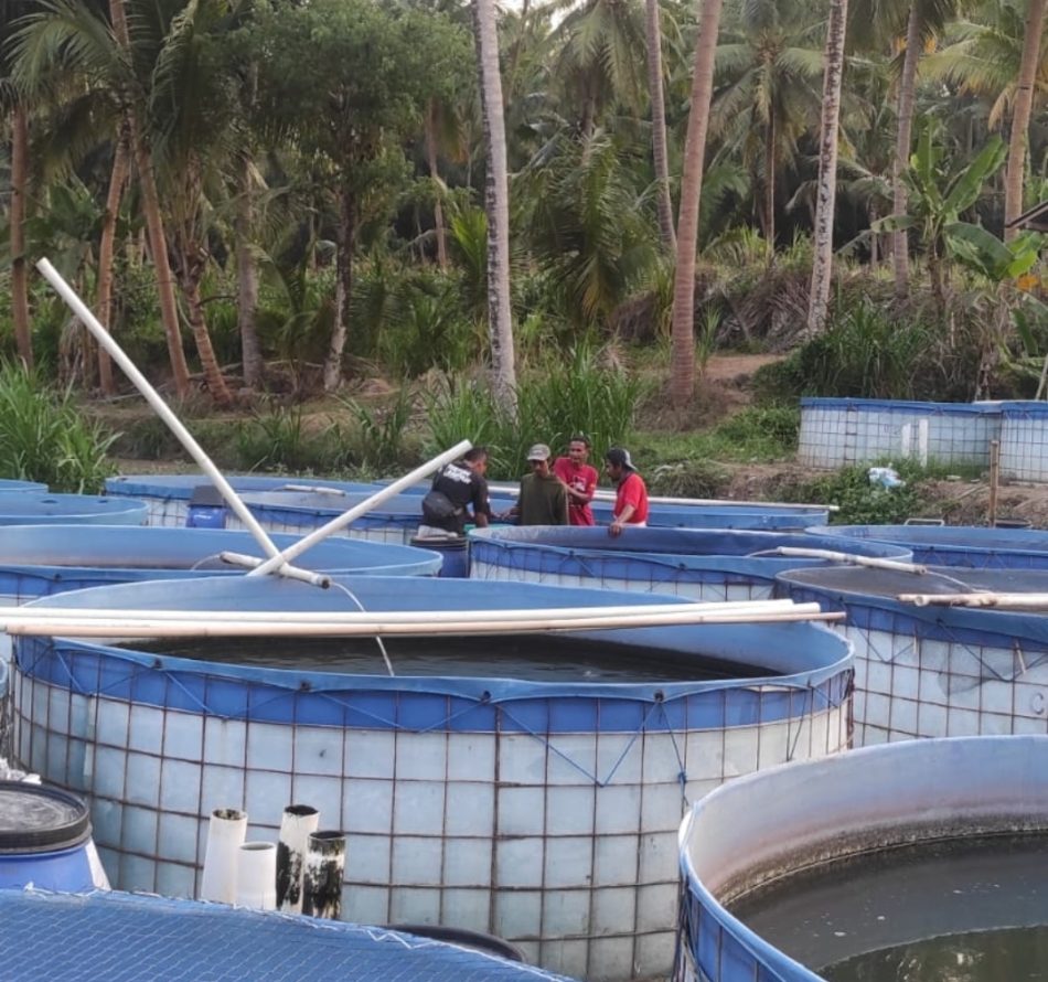 Kualitas Bibit Tentukan Keberhasilan Produksi Pembesaran Ikan Lele